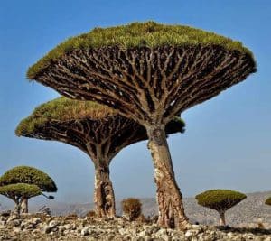 درخت دراگون بلاد