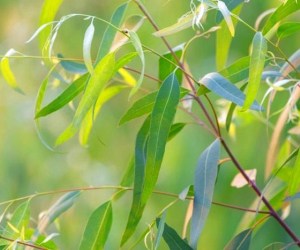 ژل شستشو ضد جوش گارنیر پوست چرب