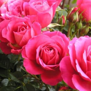 کرم مرطوب کننده گل رز انستیتو اسپانول