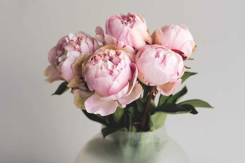 شامپو شاوما Schuma مدل Moisture & Shine حجم 400 میل