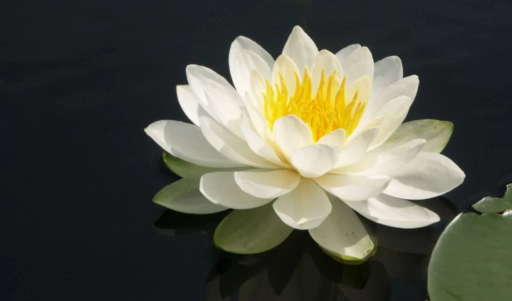 شامپو شاوما Schauma مدل Power Volume حجم 400 میل