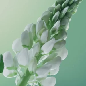 شامپو بدون سولفات ایوروشه ضد ریزش مو